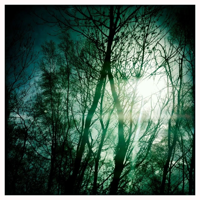 sunlight and trees from below during a cloudy day