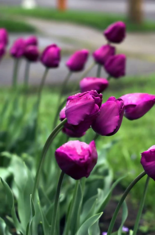 a lot of purple flowers blooming near a park