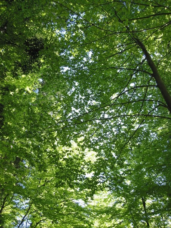 several trees with leaves on them are near the road