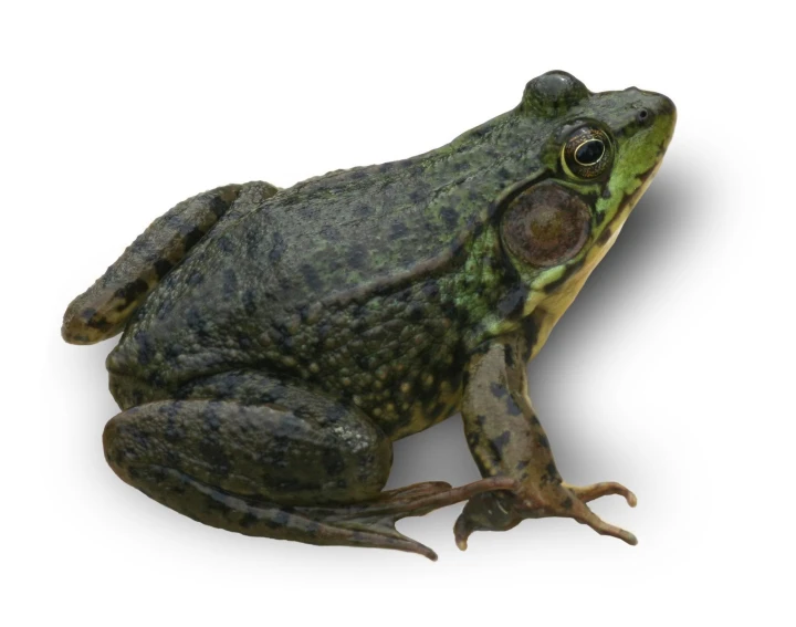 a close up of a frog on a white background