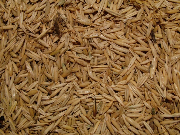 some grains of grain laying in a pile