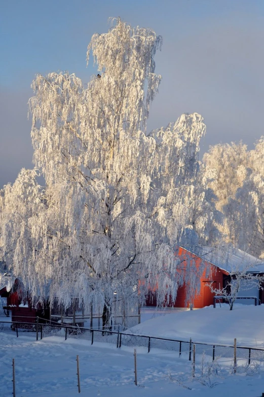 a tree stands in front of a red barn covered with snow