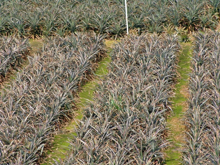 two bushes in rows in the grass