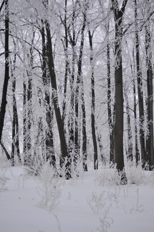 trees covered in ice and snow next to a forest