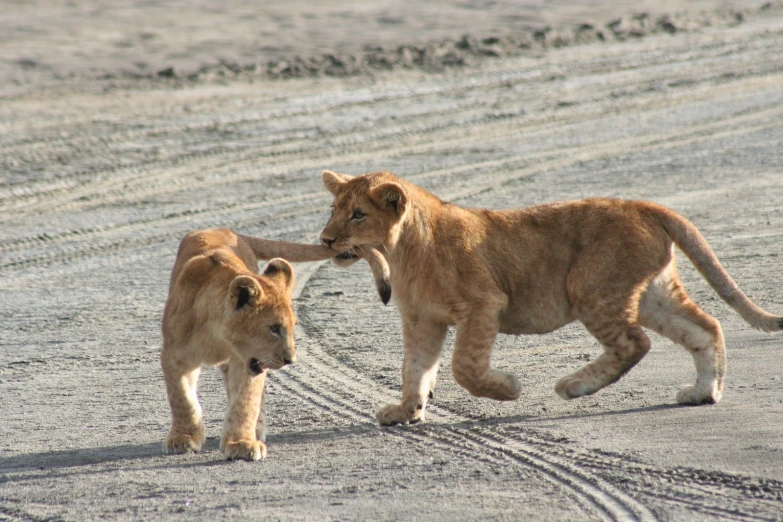 two adult lions fighting in the middle of a dirt road