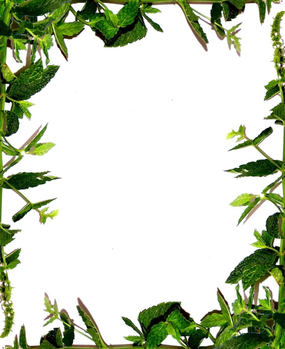 a square shaped frame with a plant over it