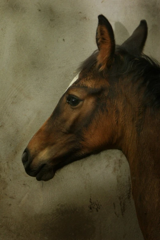 close up of an adult horse with brown and white markings