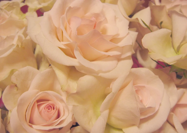 a bunch of white roses are stacked on each other