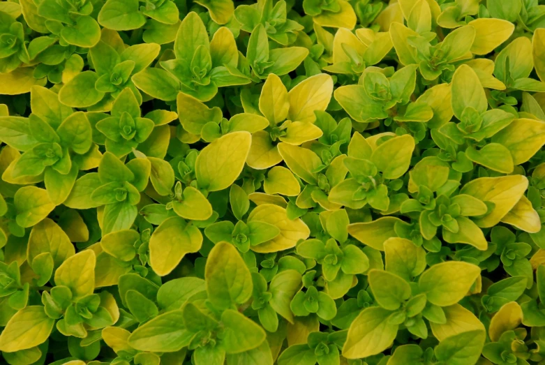 the bright yellow green foliage of some bushes