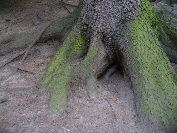 a closeup of an older tree with roots covered in moss