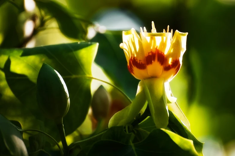 a yellow and red flower in a bush