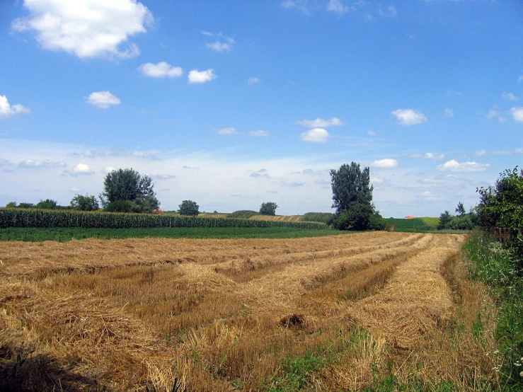 the field is overgrown by trees and hedges