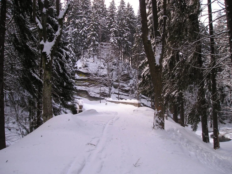 a snow covered forest with a path and lots of trees