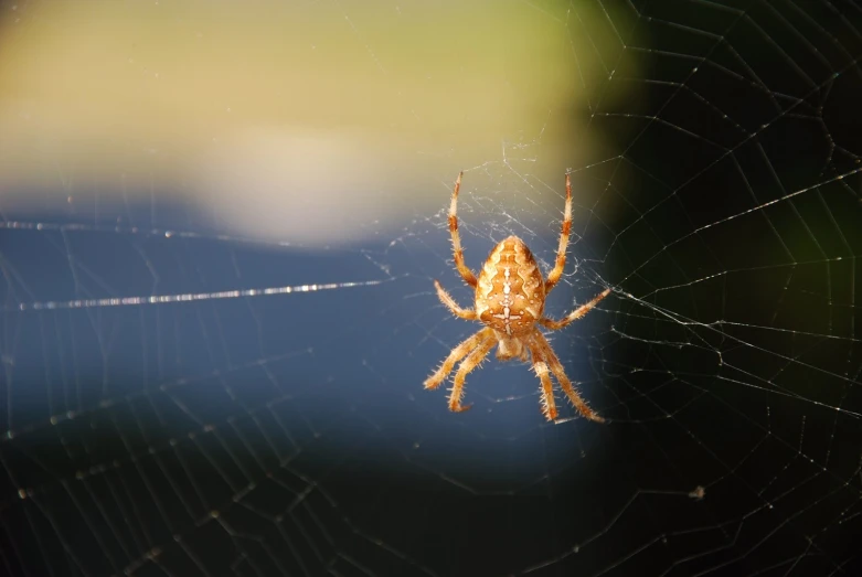 an image of a spider on a web