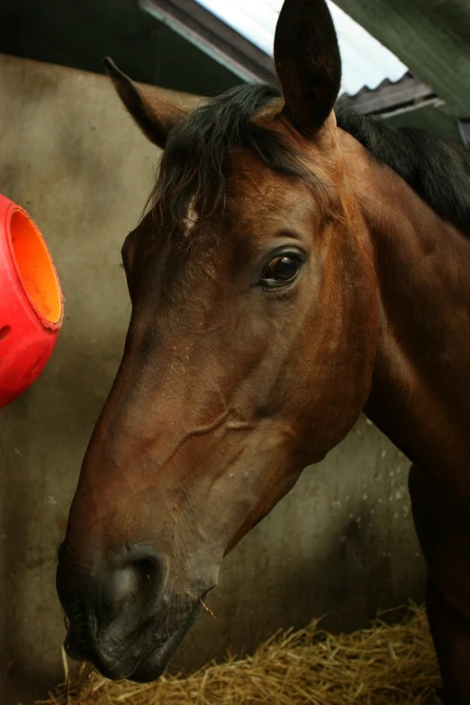 the horse is next to the red thing on the hay