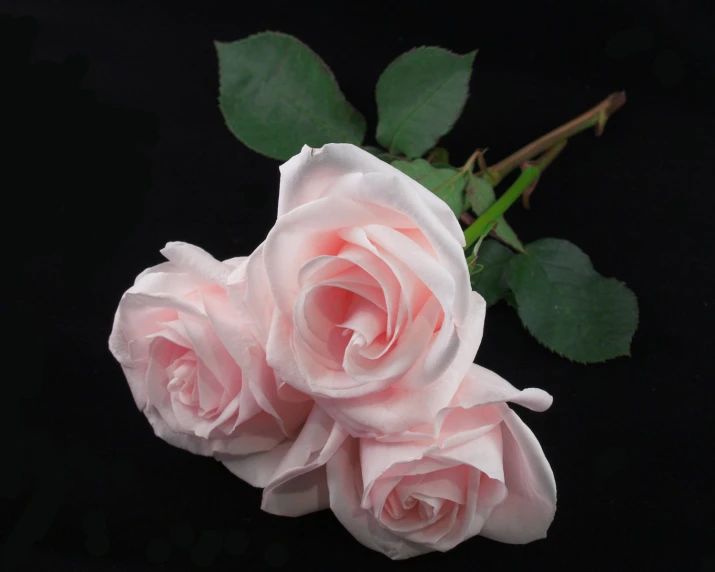 three roses sit on the stem of a pink rose