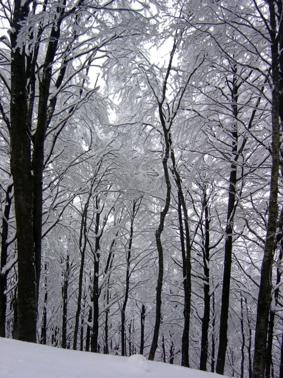 a snowy area with trees and the sky covered in snow