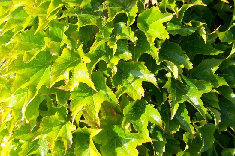 closeup of some green leaves on a bush