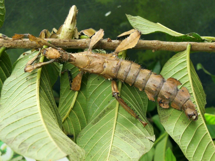 large insect on a green leaf next to large leaves