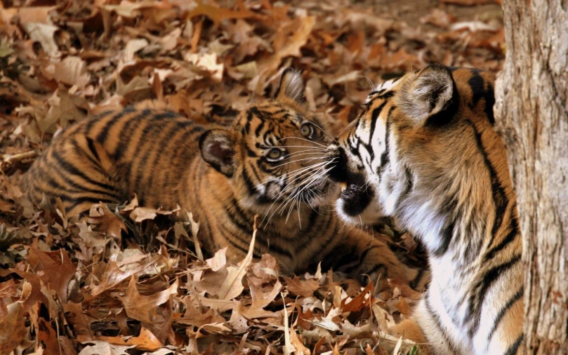 two young tiger cubs playing next to a tree