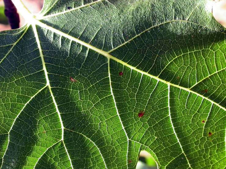 a closeup of green leaf with tiny red spots