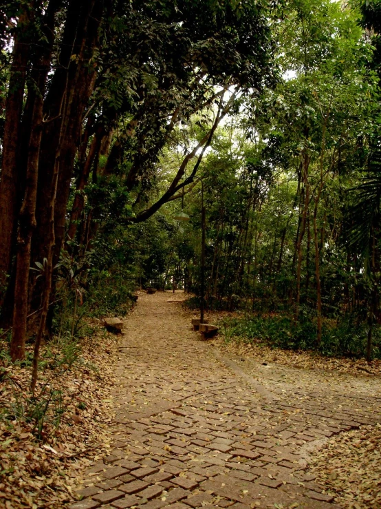 trees lining the trail in a park next to a brick path