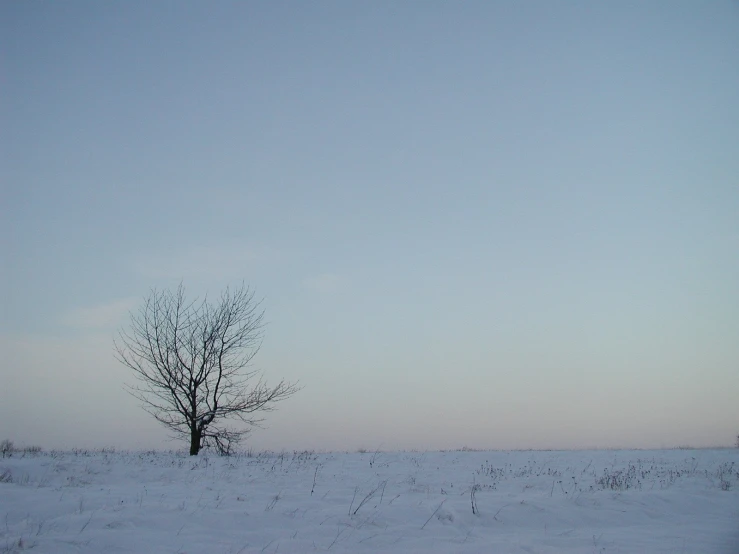 there is a tree in the middle of this snowy field