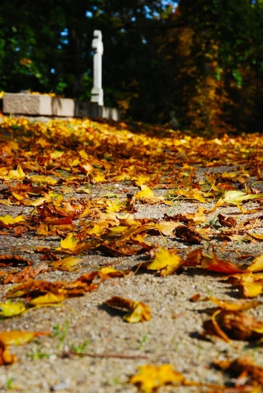 yellow leaves cover the ground at a cemetery