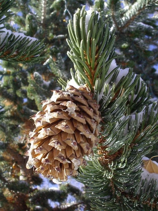 a pine cone that has fallen from a tree