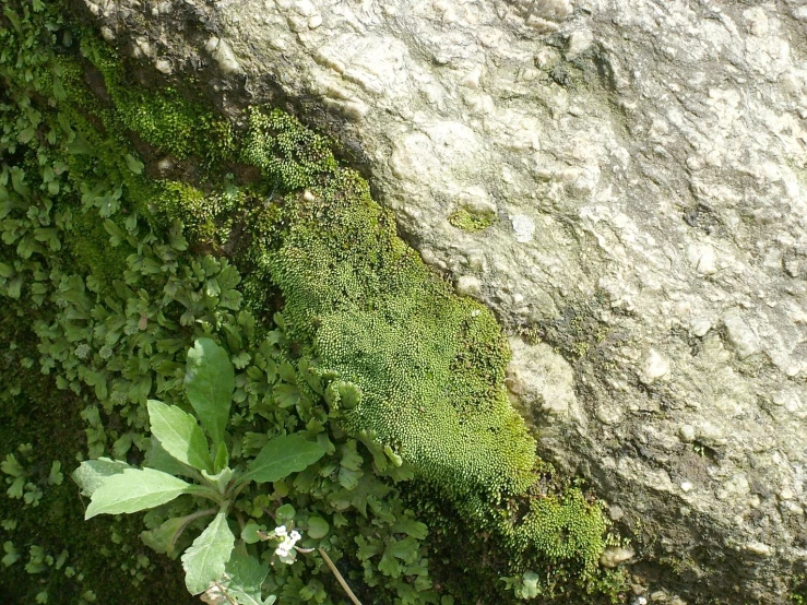 a picture of a small plant with very thin leaves