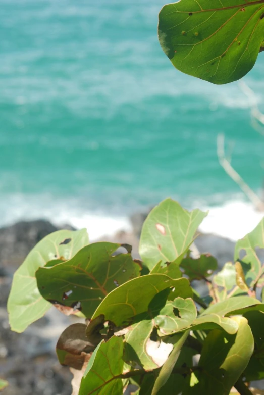 a green leaf is hanging from a tree next to water