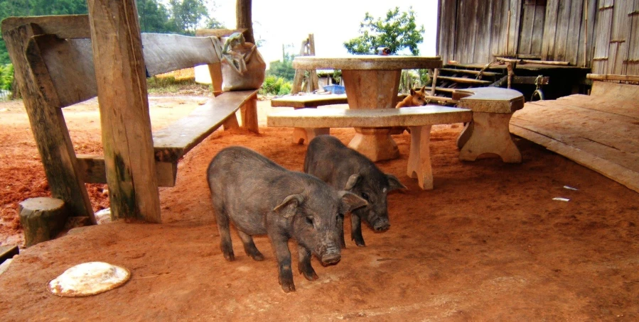 a small pair of animals are eating in the dirt