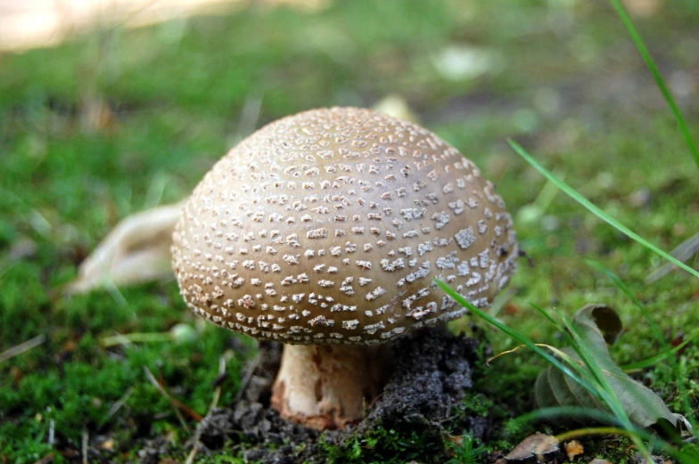 a brown mushrooms sits on the ground in a field