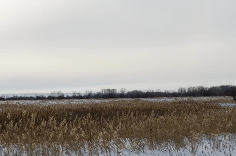 an image of a view of a marsh that has snow on it