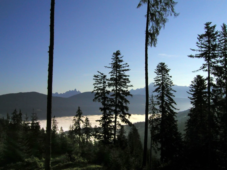 several tall trees line a hillside with water in the distance