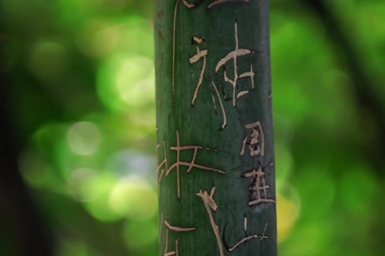 a close - up of a green bamboo with symbols in the chinese language