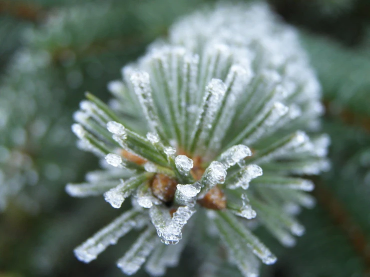 a green, frozen plant with tiny pieces of frost on it