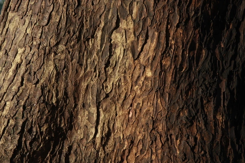 a large tree with no leaves and very large trunks