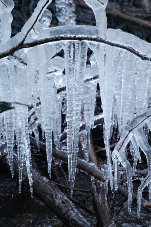 icicles hang from the nches of tree nches