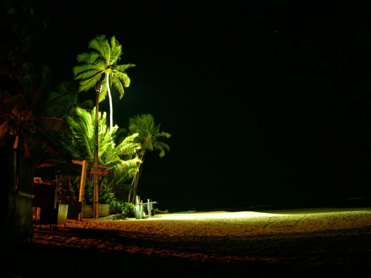 some palm trees and water at night time