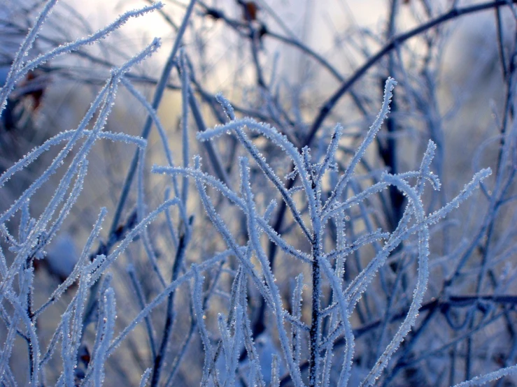 closeup of ice crystals on trees