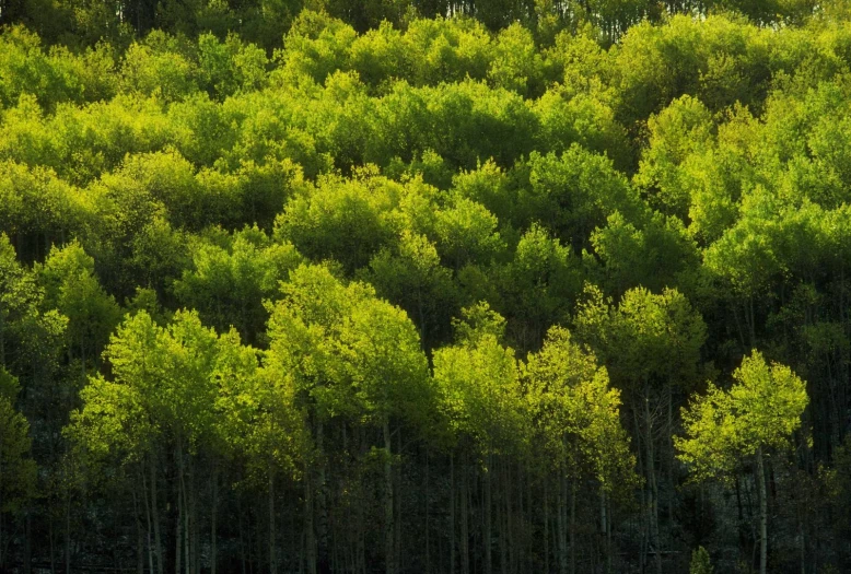 the tall green trees stand near the water