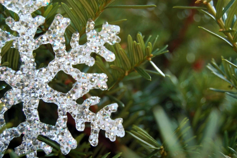 a snowflake in the nches of a pine tree