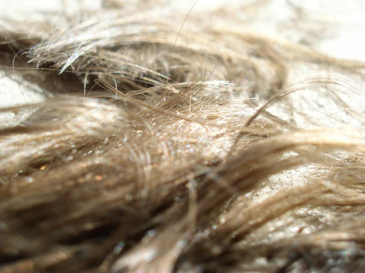 the ends of hair are covered by a lot of dirt