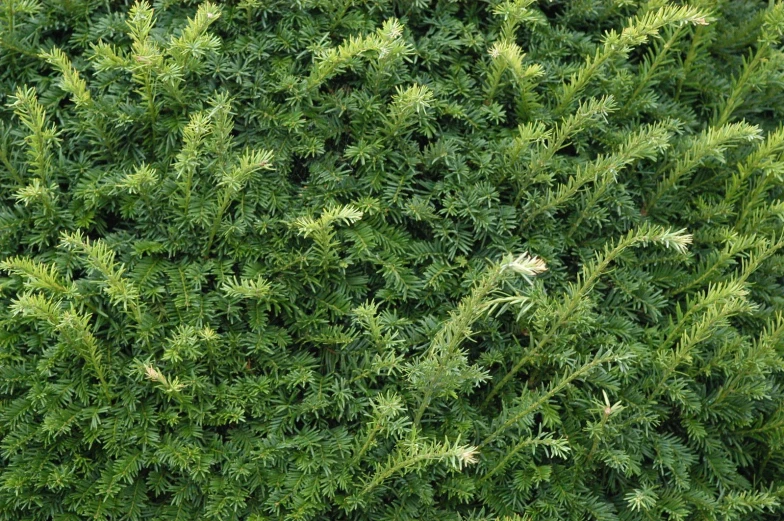 large green plants with thin leaves and frondy nches