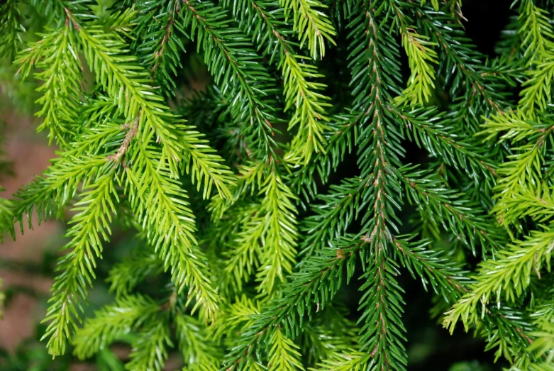 evergreen needles are not often used to grow pines