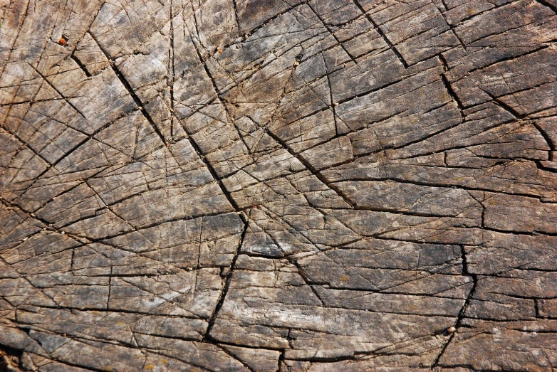 close up po of an animal's skin and wood