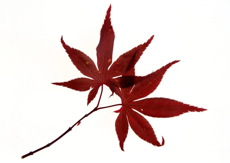 red leaves hanging from nch over white backdrop