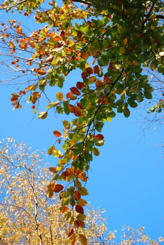 a leafy nch with green and yellow leaves against the blue sky