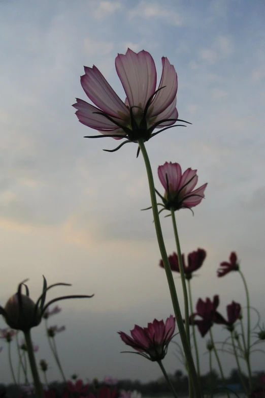 pink flowers in the foreground with grey sky background